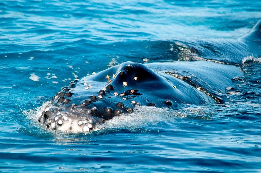 ballenas-samana-republica-dominicana