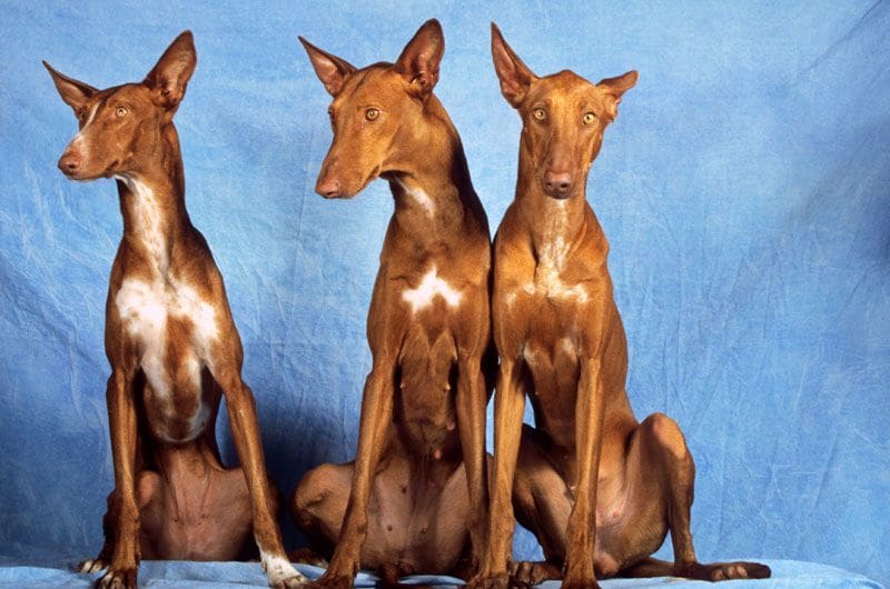 podenco andaluz