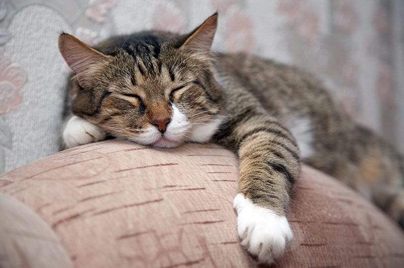 01 consejos dormir mejor gatos