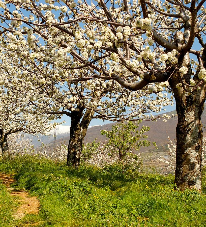 Cerezos en flor   Valle del Jerte