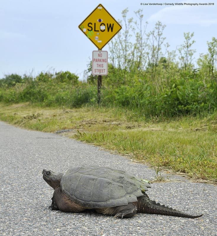 lisa vanderhoopsnarling snappin in the slow lane00004642