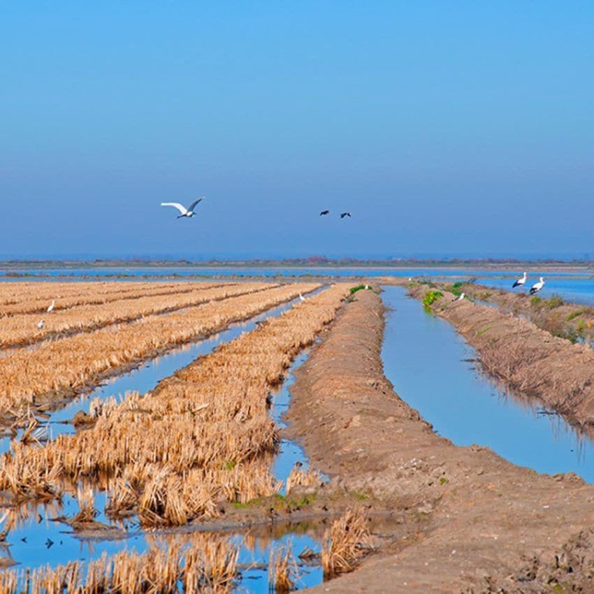 cultivos-de-arroz-en-isla-mayor