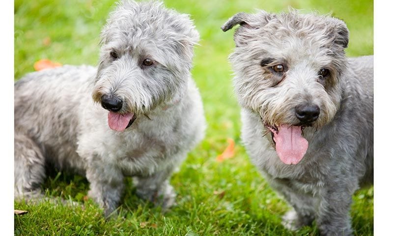 glenimaalterrier