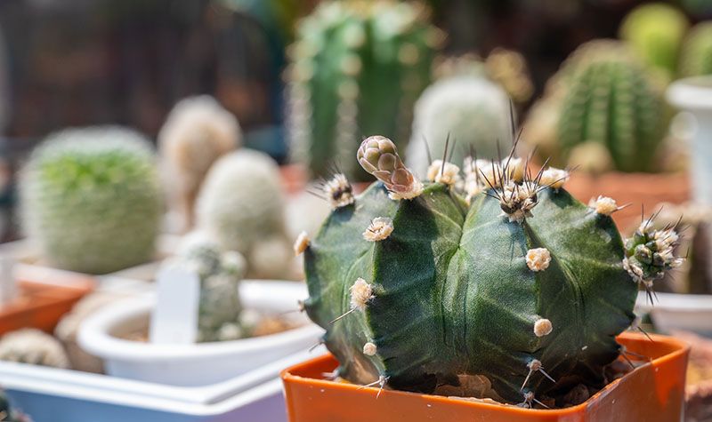 cuidados gymnocalycium 3