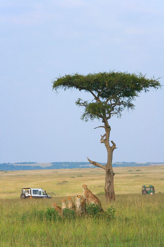 masai mara safari