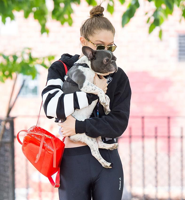 gigi_hadid_perro_1a