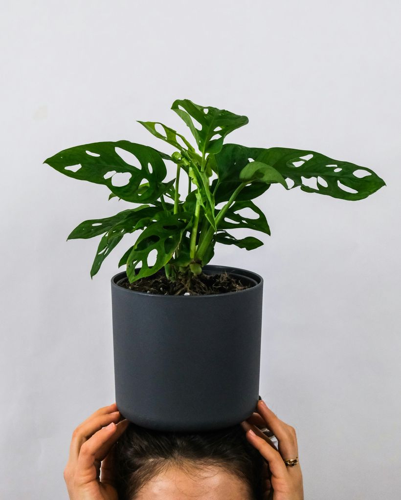 Monstera adansonii