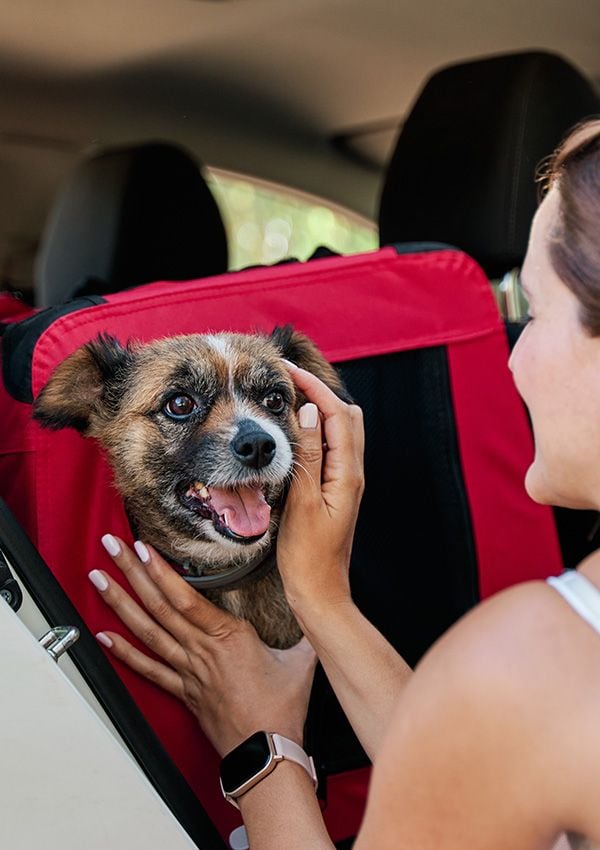 Perro mediano en un transportín para coche