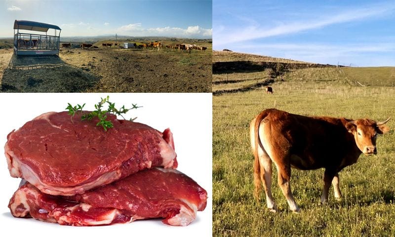 carne ecologica directa a casa lavacaquesi compra online