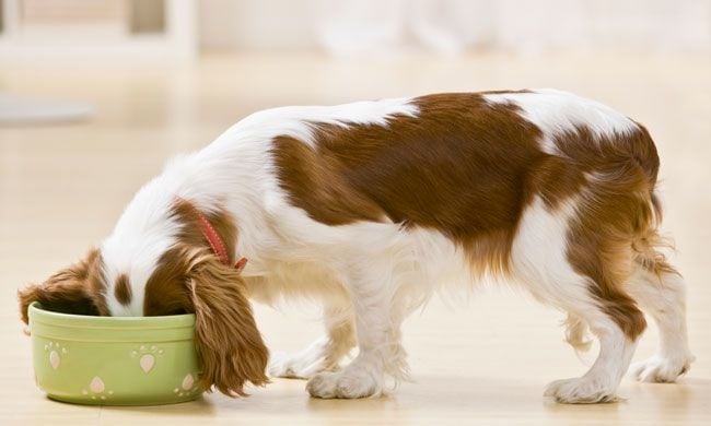 La comida de tu mascota juega un papel muy importante para su salud 