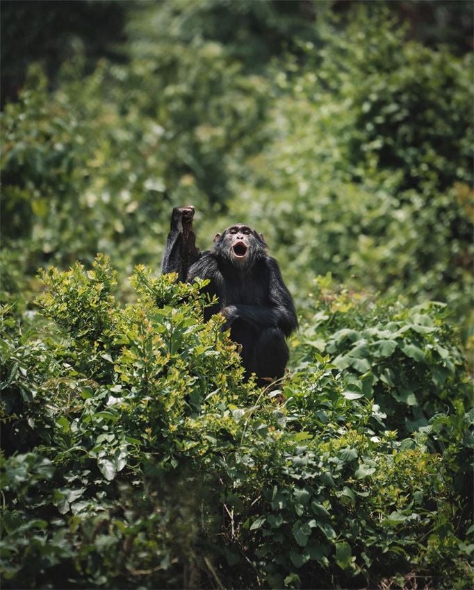 Gotzon Mantuliz visita un centro de rehabilitación de chimpancés en el Congo