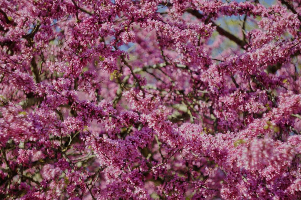 Ramas en flor del árbol del amor ('Cercis siliquastrum')