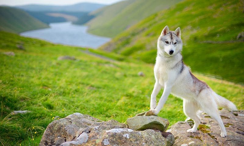 razas de perro en el cine husky colmillo blanco