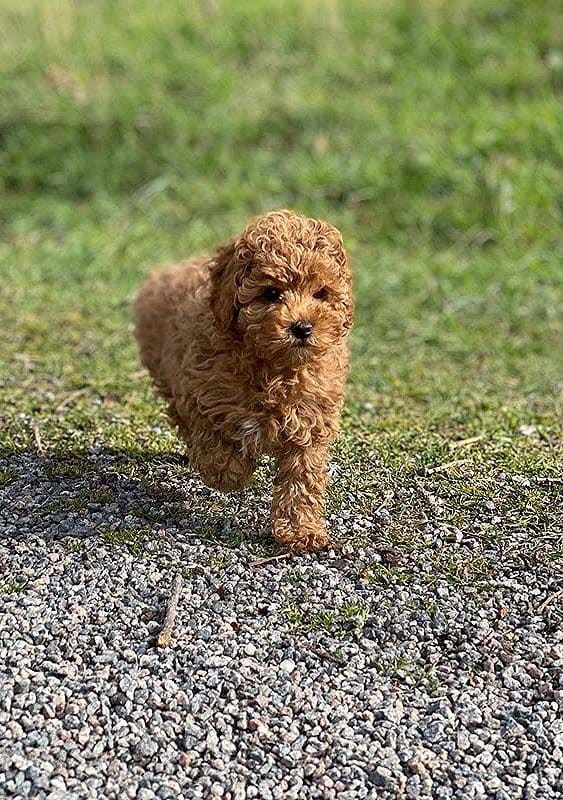 El  perrito de Victoria de Suecia y su familia