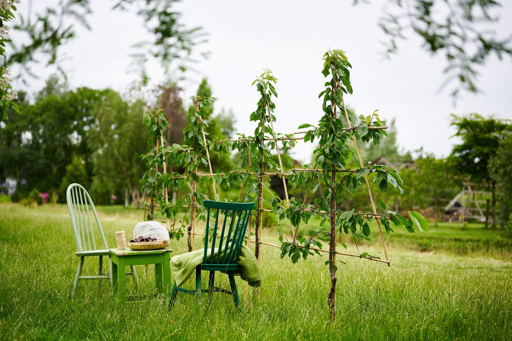 Jardín muy verde y salvaje