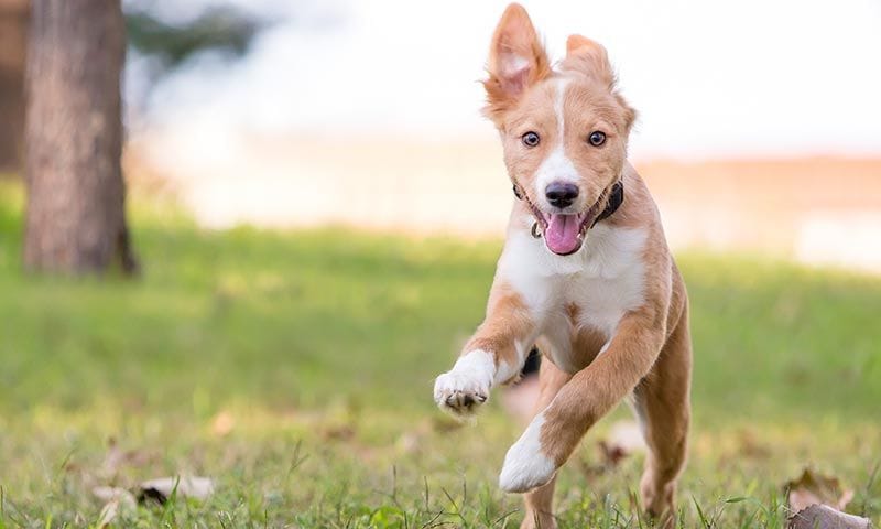 mestizo razas perro principiantes