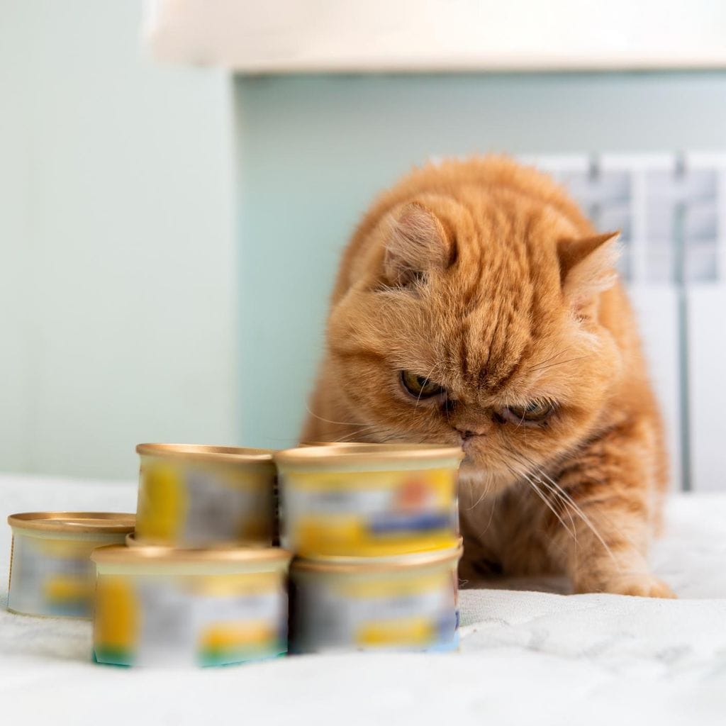 Las razones por las que tu gato no quiere comer