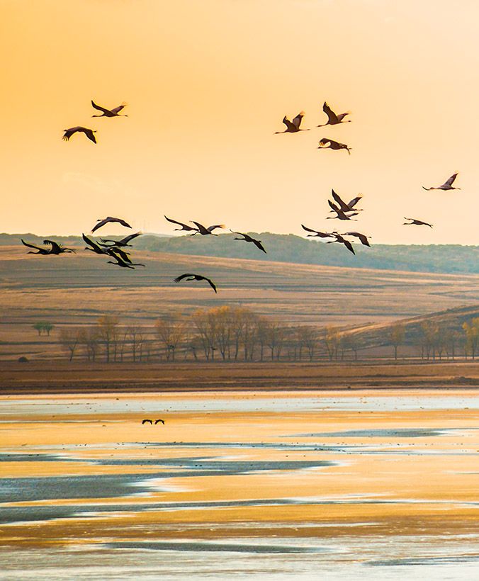 Gallocanta laguna zaragoza