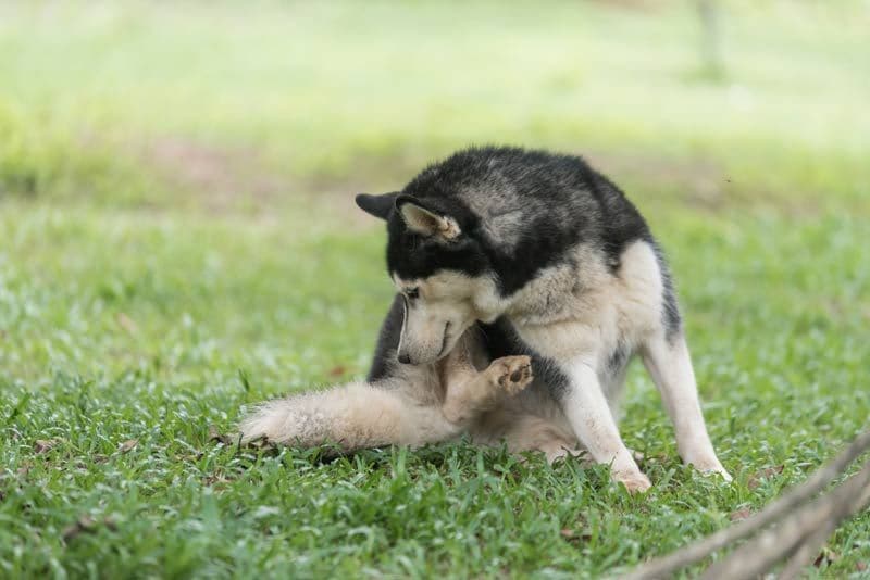 perro jardin