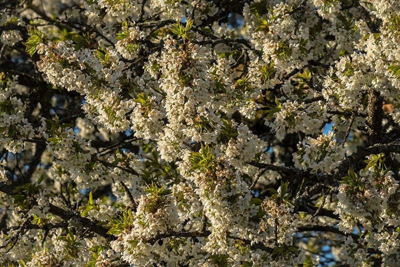 arboles frutales invierno 7