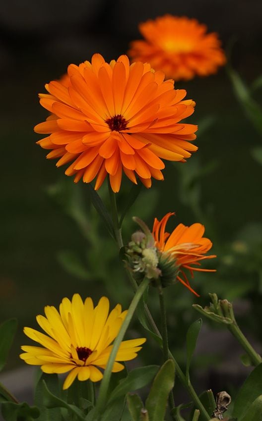 cuidados calendula 03a