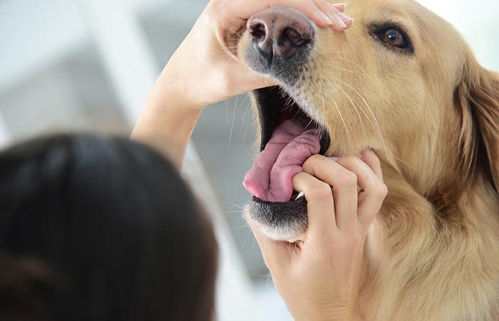 Dolor en las mascotas 