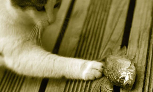 Gato jugando con un pescado