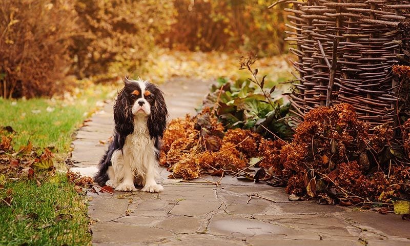 perros vacunas desparasitacion noviembre