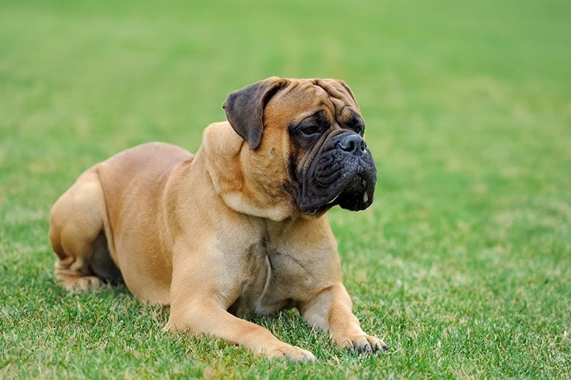 Bullmastiff AdobeStock_117669221