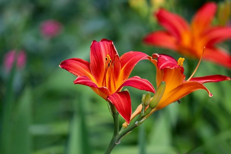 cultivar hemerocallis 3