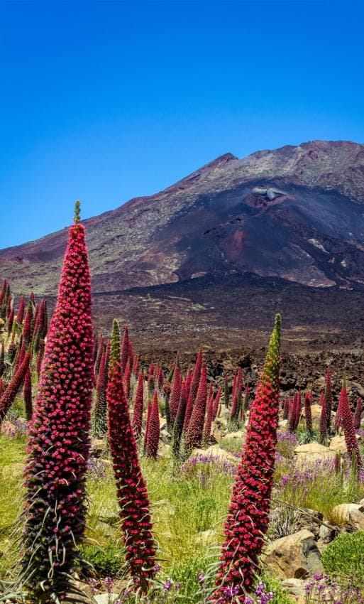 tajinaste en el teide en tenerife