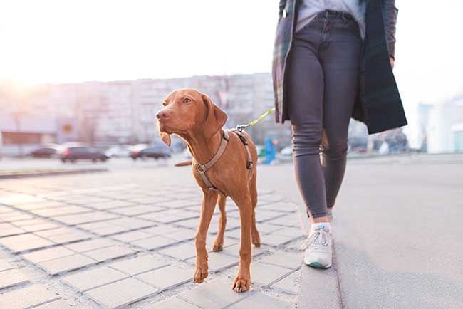 Plan navideño: viaja con tu mascota a ciudades pet friendly 