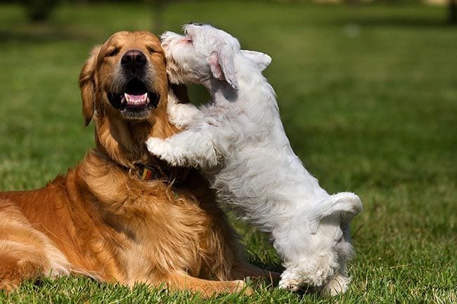 En qué consiste la “amistad” entre los perros