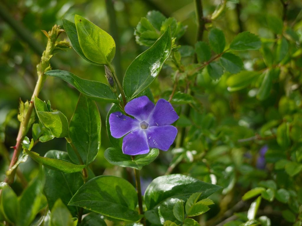 Vinca o hierba doncella