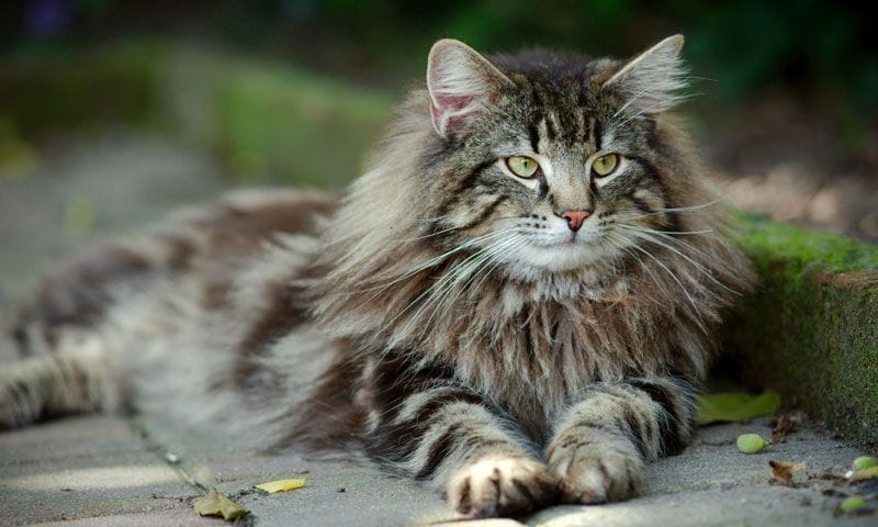 norwegian forest