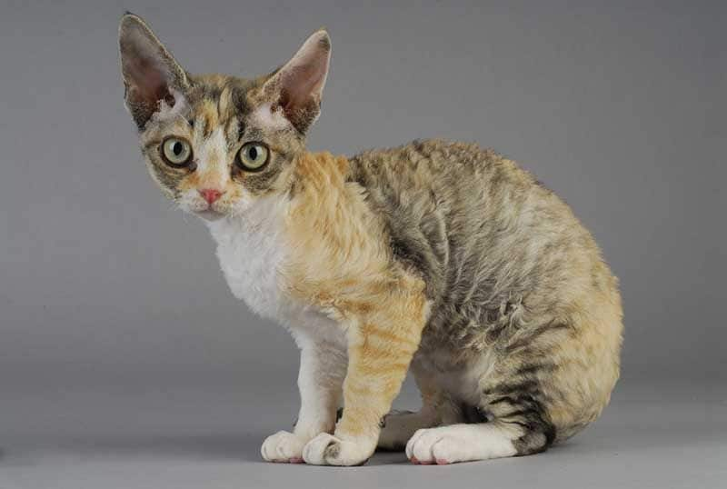 Devon rex AdobeStock_27101786