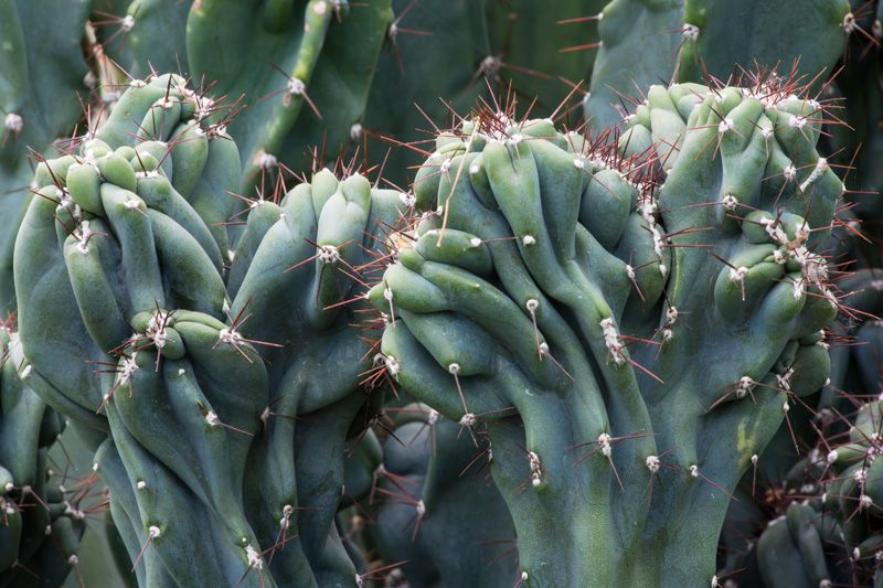 cactus cereus decorar plantas hola 08