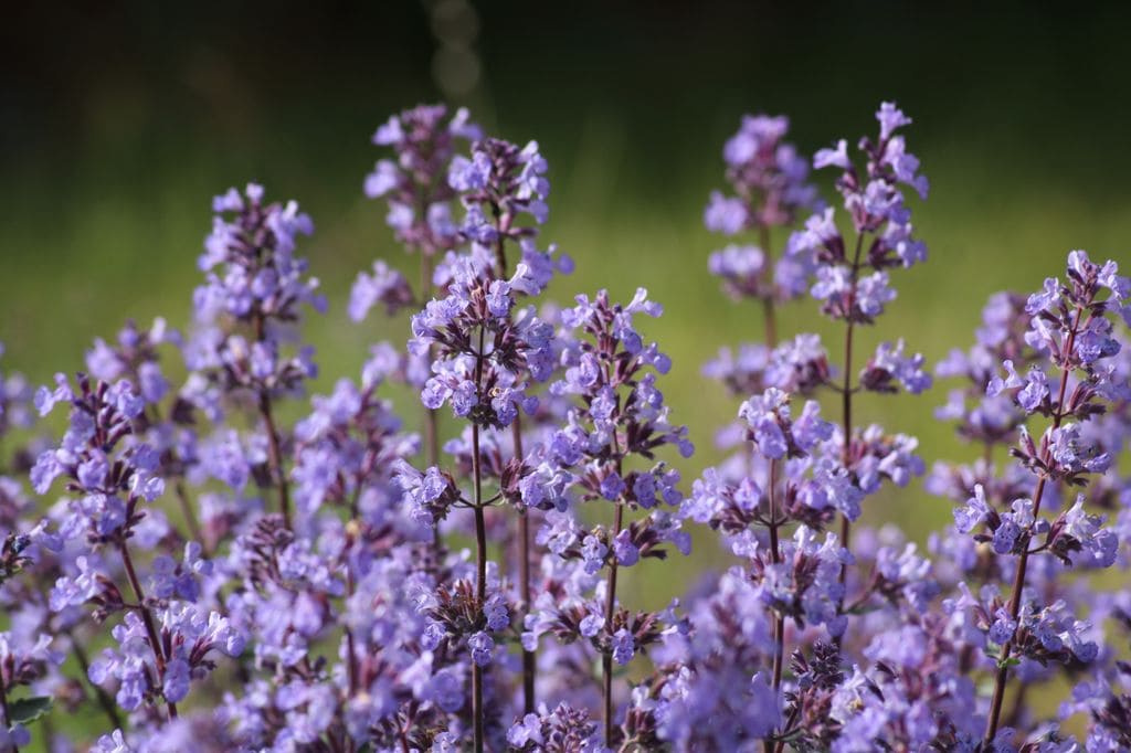 Flores de la hierba gatera o menta gatera