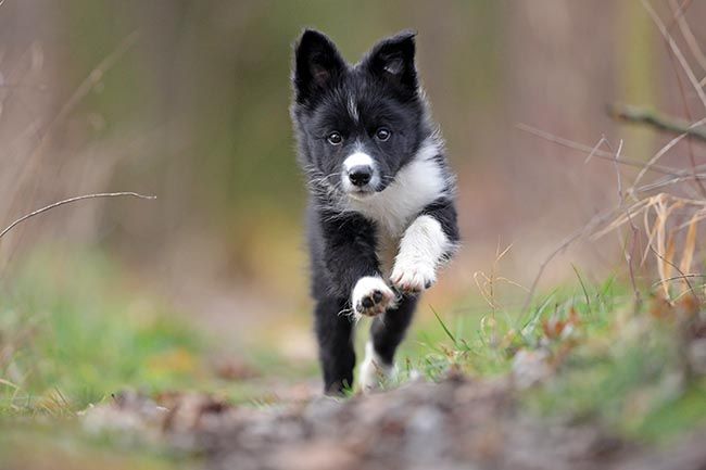 Cómo entrenar a tu cachorro de Border Collie