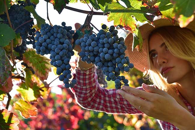 Descubre qué es el vino ecológico y en qué influye en tu salud