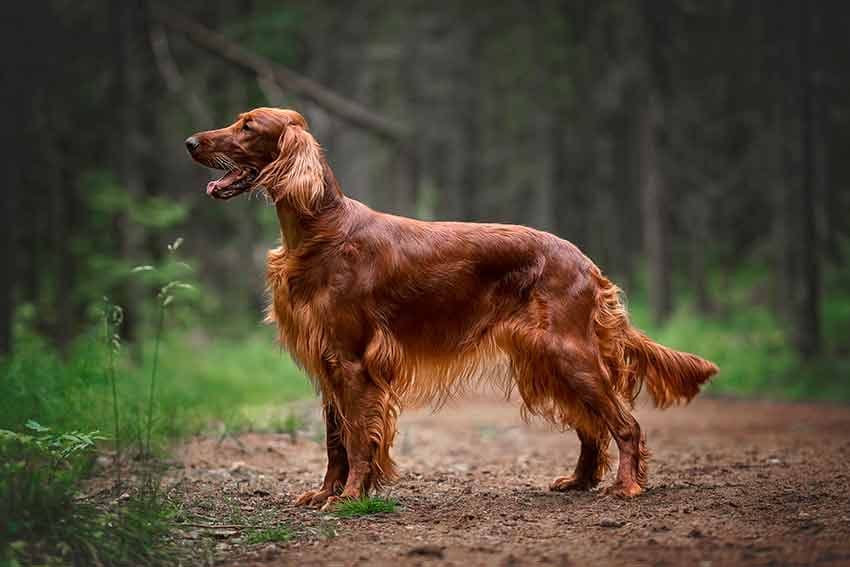 03 razas de perro elegantes