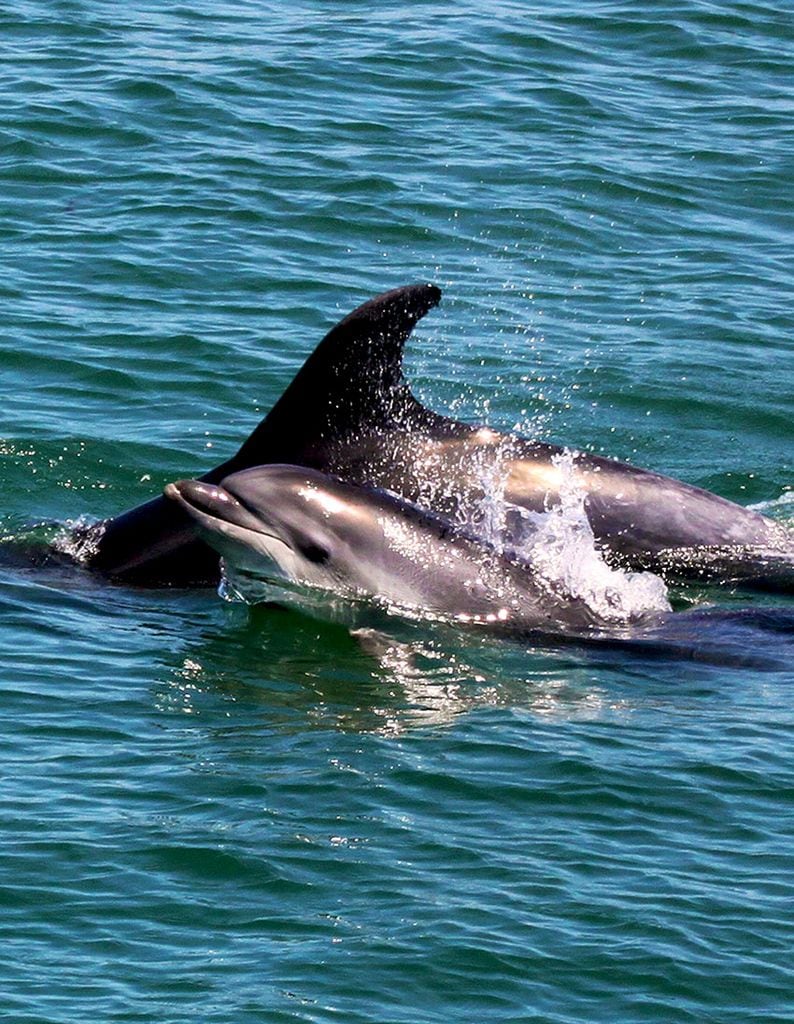 Delfines en las playas de Troia 