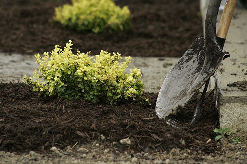 mantillo plantas jardin 5