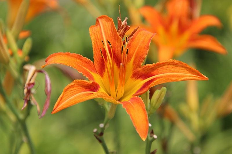 cultivar hemerocallis 7