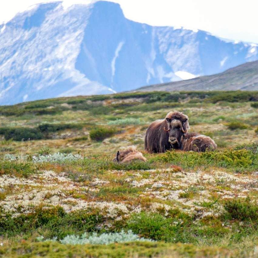 Bueyes almizcleros en el Parque Nacional de Dovrefjell-Sunndalsfjella.