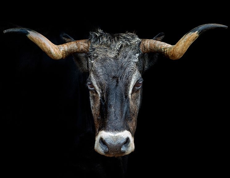 Vaca tudanca de Cantabria