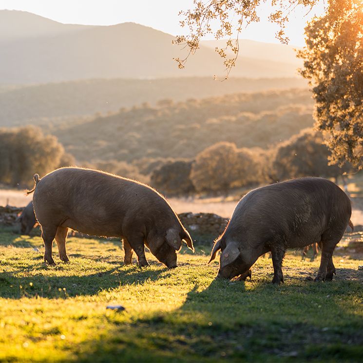 cerdoiberico adobe