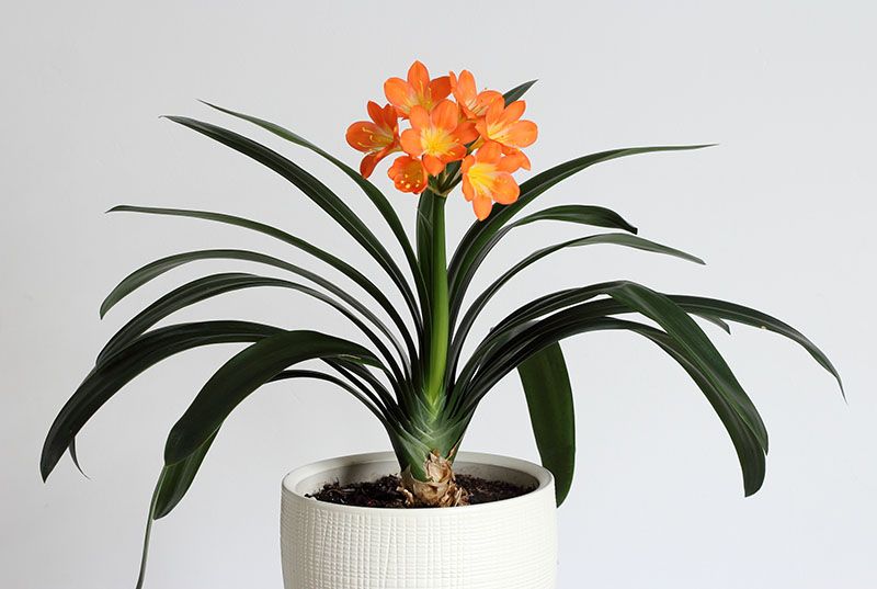 cultivar clivia 6