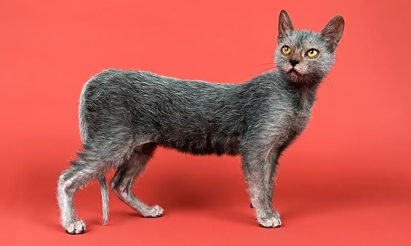 lykoi