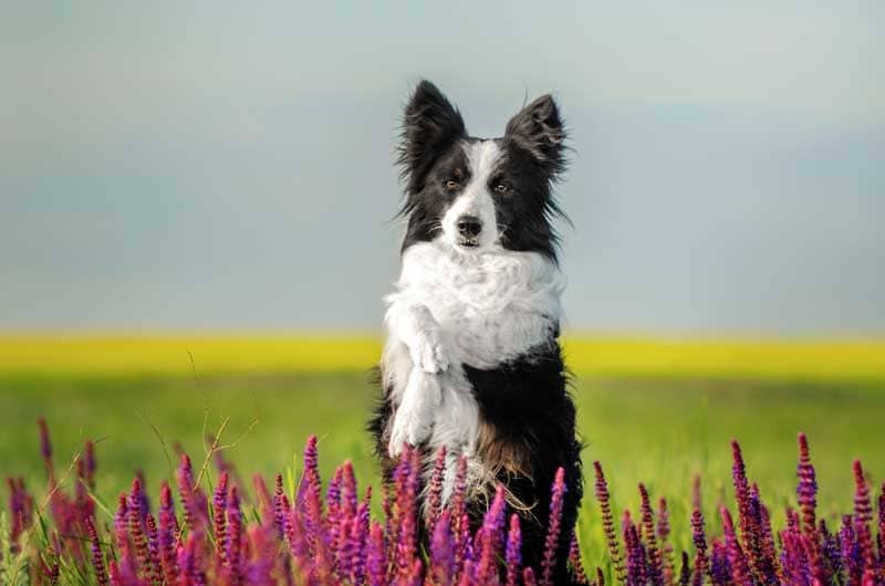 border collie2